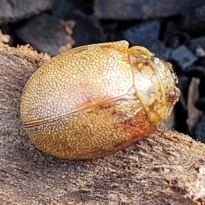 Paropsis atomaria at O'Connor, ACT - 14 Jul 2023 10:54 AM