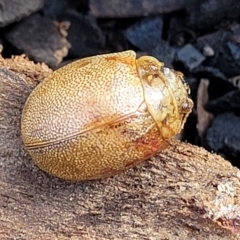 Paropsis atomaria at O'Connor, ACT - 14 Jul 2023 10:54 AM