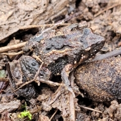 Crinia sp. (genus) (A froglet) at O'Connor, ACT - 14 Jul 2023 by trevorpreston