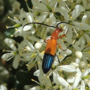 Stenoderus ostricilla at Conder, ACT - 7 Jan 2023 11:53 AM