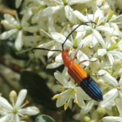 Stenoderus ostricilla at Conder, ACT - 7 Jan 2023