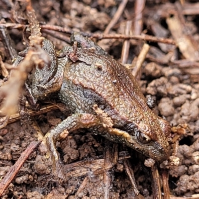 Crinia signifera (Common Eastern Froglet) at O'Connor, ACT - 14 Jul 2023 by trevorpreston