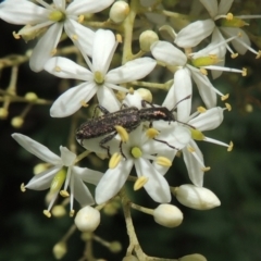 Eleale aspera (Clerid beetle) at Conder, ACT - 7 Jan 2023 by michaelb