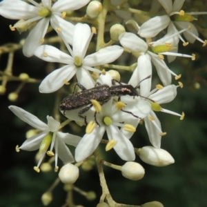 Eleale aspera at Conder, ACT - 7 Jan 2023