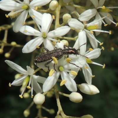 Eleale aspera (Clerid beetle) at Conder, ACT - 7 Jan 2023 by michaelb