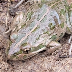 Limnodynastes tasmaniensis (Spotted Grass Frog) at O'Connor, ACT - 14 Jul 2023 by trevorpreston
