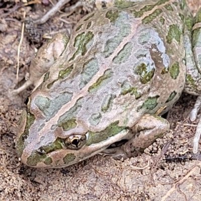 Limnodynastes tasmaniensis (Spotted Grass Frog) at O'Connor, ACT - 14 Jul 2023 by trevorpreston