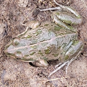 Limnodynastes tasmaniensis at O'Connor, ACT - 14 Jul 2023 10:24 AM