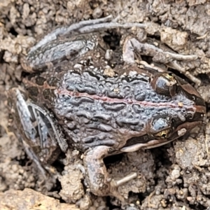 Limnodynastes peronii at O'Connor, ACT - 14 Jul 2023 10:22 AM