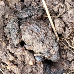 Crinia parinsignifera at O'Connor, ACT - 14 Jul 2023