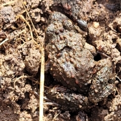 Crinia parinsignifera at O'Connor, ACT - 14 Jul 2023