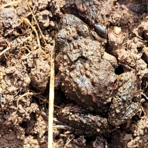 Crinia parinsignifera at O'Connor, ACT - 14 Jul 2023