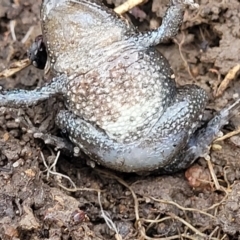 Crinia parinsignifera at O'Connor, ACT - 14 Jul 2023