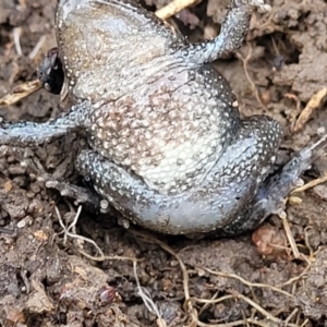 Crinia parinsignifera at O'Connor, ACT - 14 Jul 2023