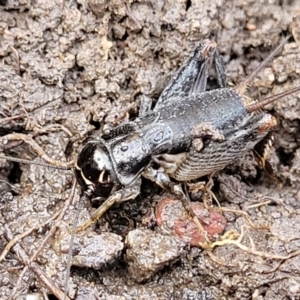 Lepidogryllus sp. (genus) at O'Connor, ACT - 14 Jul 2023 10:20 AM