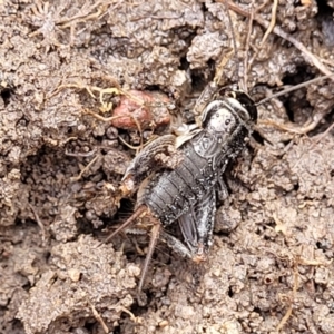 Lepidogryllus sp. (genus) at O'Connor, ACT - 14 Jul 2023 10:20 AM