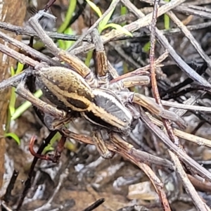 Dolomedes sp. (genus) at O'Connor, ACT - 14 Jul 2023