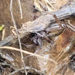 Dolomedes (genus) at O'Connor, ACT - 14 Jul 2023 10:18 AM