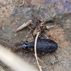 Homethes (genus) (Carab beetle) at O'Connor, ACT - 14 Jul 2023 by trevorpreston