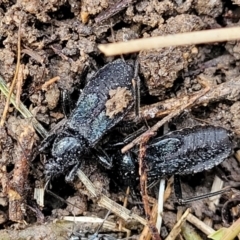 Peirates sp. (genus) (Yellow-spot Assassin Bug) at O'Connor, ACT - 14 Jul 2023 by trevorpreston