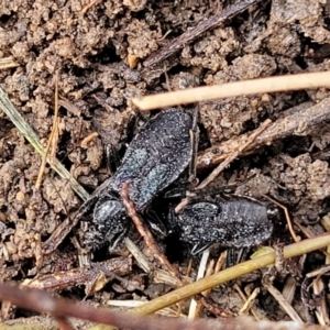 Peirates sp. (genus) at O'Connor, ACT - 14 Jul 2023