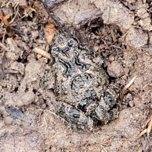 Crinia sp. (genus) at O'Connor, ACT - 14 Jul 2023