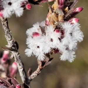 Leucopogon attenuatus at O'Connor, ACT - 14 Jul 2023