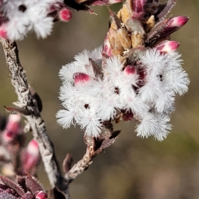 Styphelia attenuata (Small-leaved Beard Heath) at O'Connor, ACT - 14 Jul 2023 by trevorpreston