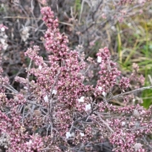 Leucopogon attenuatus at O'Connor, ACT - 14 Jul 2023