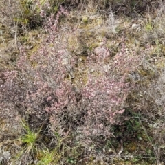 Leucopogon attenuatus at O'Connor, ACT - 14 Jul 2023