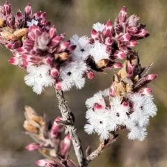 Leucopogon attenuatus at O'Connor, ACT - 14 Jul 2023