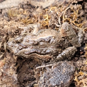 Crinia parinsignifera at Black Mountain - 14 Jul 2023