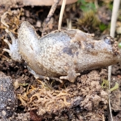 Crinia parinsignifera at Black Mountain - 14 Jul 2023