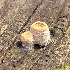 Nidula sp. (A bird's nest fungus) at Bruce, ACT - 14 Jul 2023 by trevorpreston