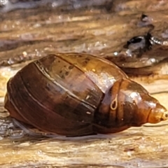 Glyptophysa novaehollandica at Bruce, ACT - 14 Jul 2023 by trevorpreston