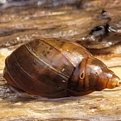 Glyptophysa novaehollandica at Bruce, ACT - 14 Jul 2023 by trevorpreston