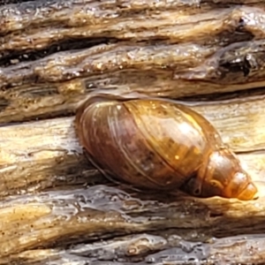 Glyptophysa novaehollandica at Bruce, ACT - 14 Jul 2023 10:06 AM