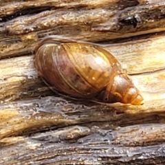 Glyptophysa novaehollandica at Bruce, ACT - 14 Jul 2023 10:06 AM