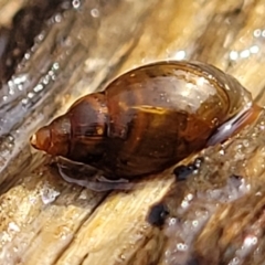 Glyptophysa novaehollandica at Bruce, ACT - 14 Jul 2023 10:06 AM