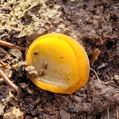 Aleurina ferruginea (Fleshy Cup Fungus) at Bruce, ACT - 14 Jul 2023 by trevorpreston