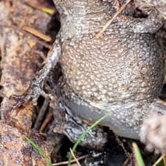 Crinia parinsignifera at Bruce, ACT - 14 Jul 2023