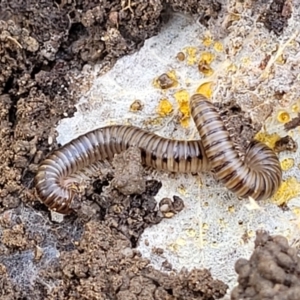 Juliformia sp. (superorder) at Bruce, ACT - 14 Jul 2023