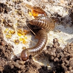 Juliformia sp. (superorder) at Bruce, ACT - 14 Jul 2023 09:56 AM