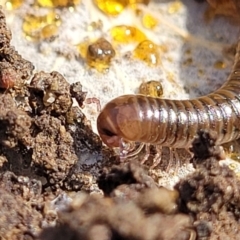 Juliformia sp. (superorder) at Bruce, ACT - 14 Jul 2023 09:56 AM