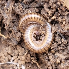 Juliformia sp. (superorder) at Bruce, ACT - 14 Jul 2023