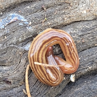 Fletchamia quinquelineata (Five-striped flatworm) at Bruce, ACT - 13 Jul 2023 by trevorpreston
