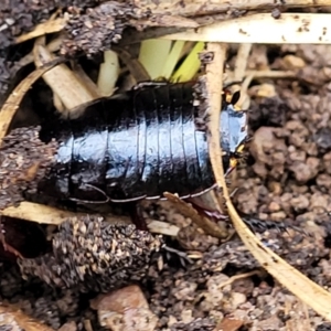 Platyzosteria similis at Bruce, ACT - 14 Jul 2023 09:47 AM