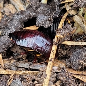 Platyzosteria similis at Bruce, ACT - 14 Jul 2023 09:47 AM