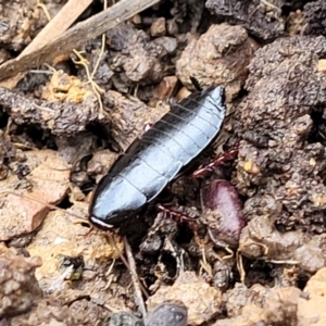 Platyzosteria similis at Bruce, ACT - 14 Jul 2023 09:47 AM