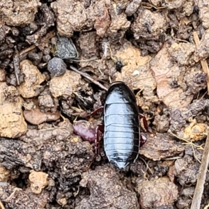 Platyzosteria similis at Bruce, ACT - 14 Jul 2023 09:47 AM